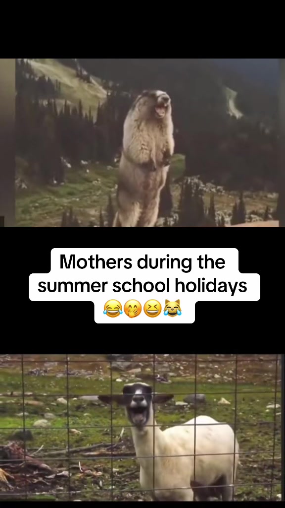 @onemixedbag