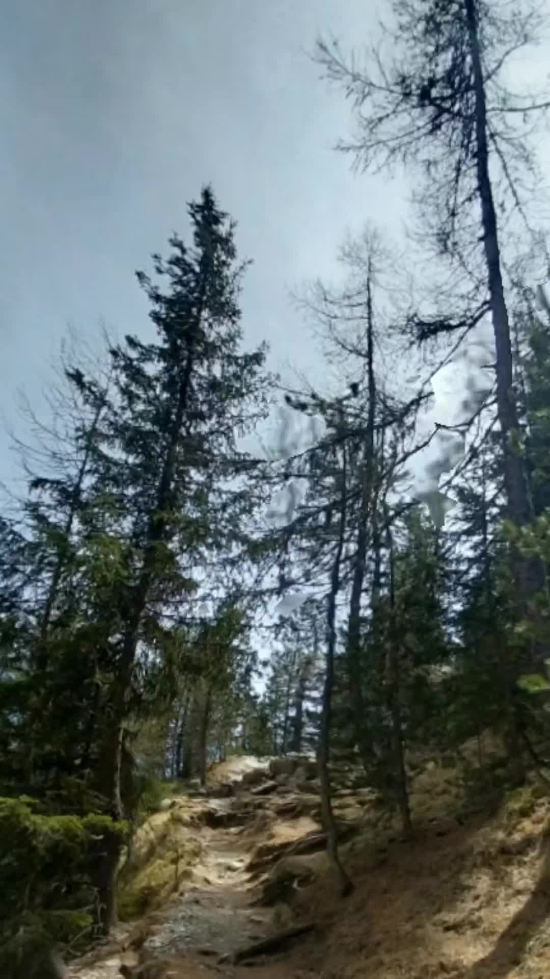 @wolfthebest