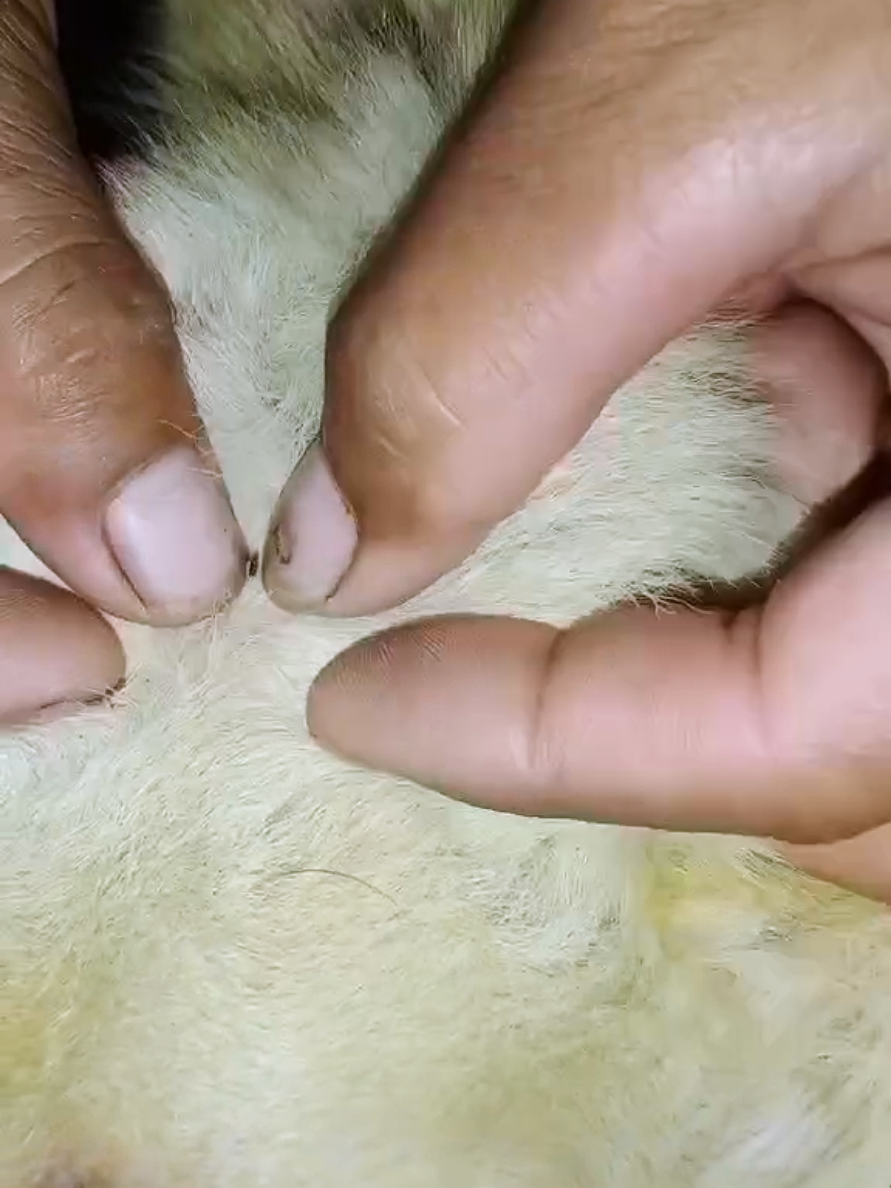 @dog757