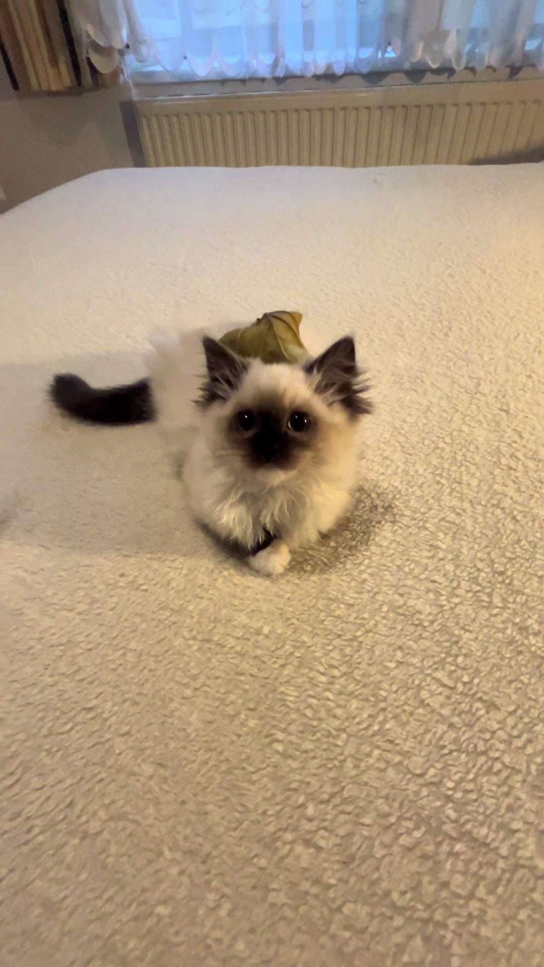 @Cute Ragdolls