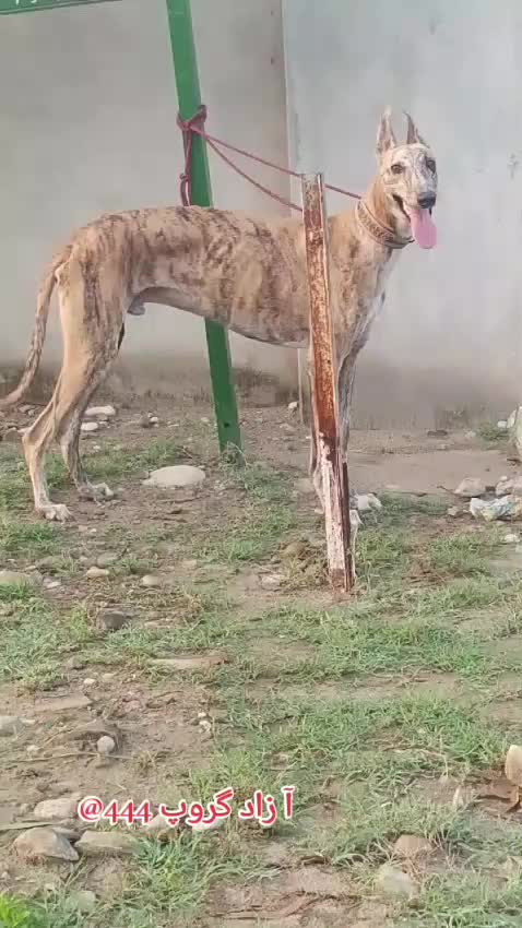 @ANESA KHAN