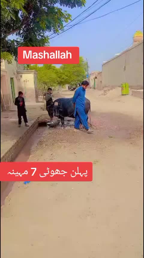 @✨🥷امبرسریا ڈھیلوں 🥷✨