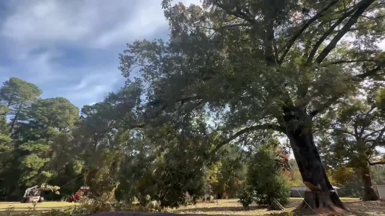 @The Tree Assassins