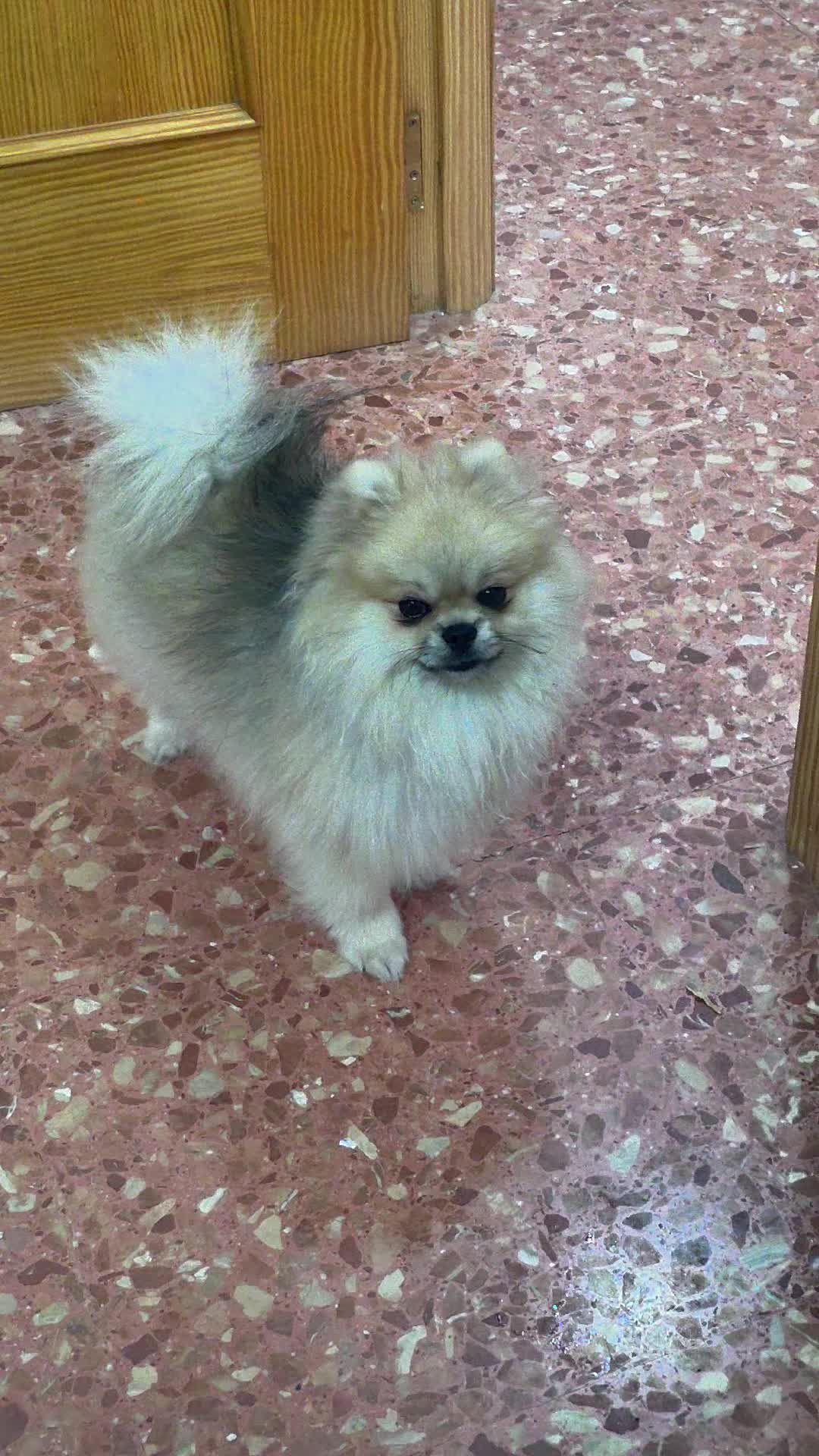 @baloo.the.pom