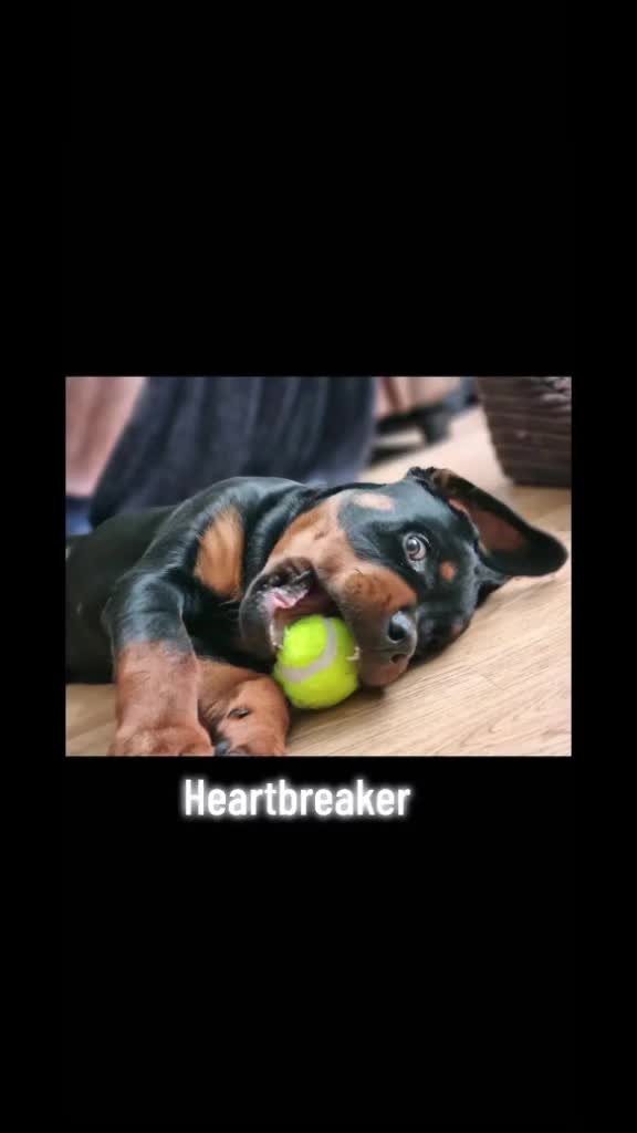 @Reggie the Rott