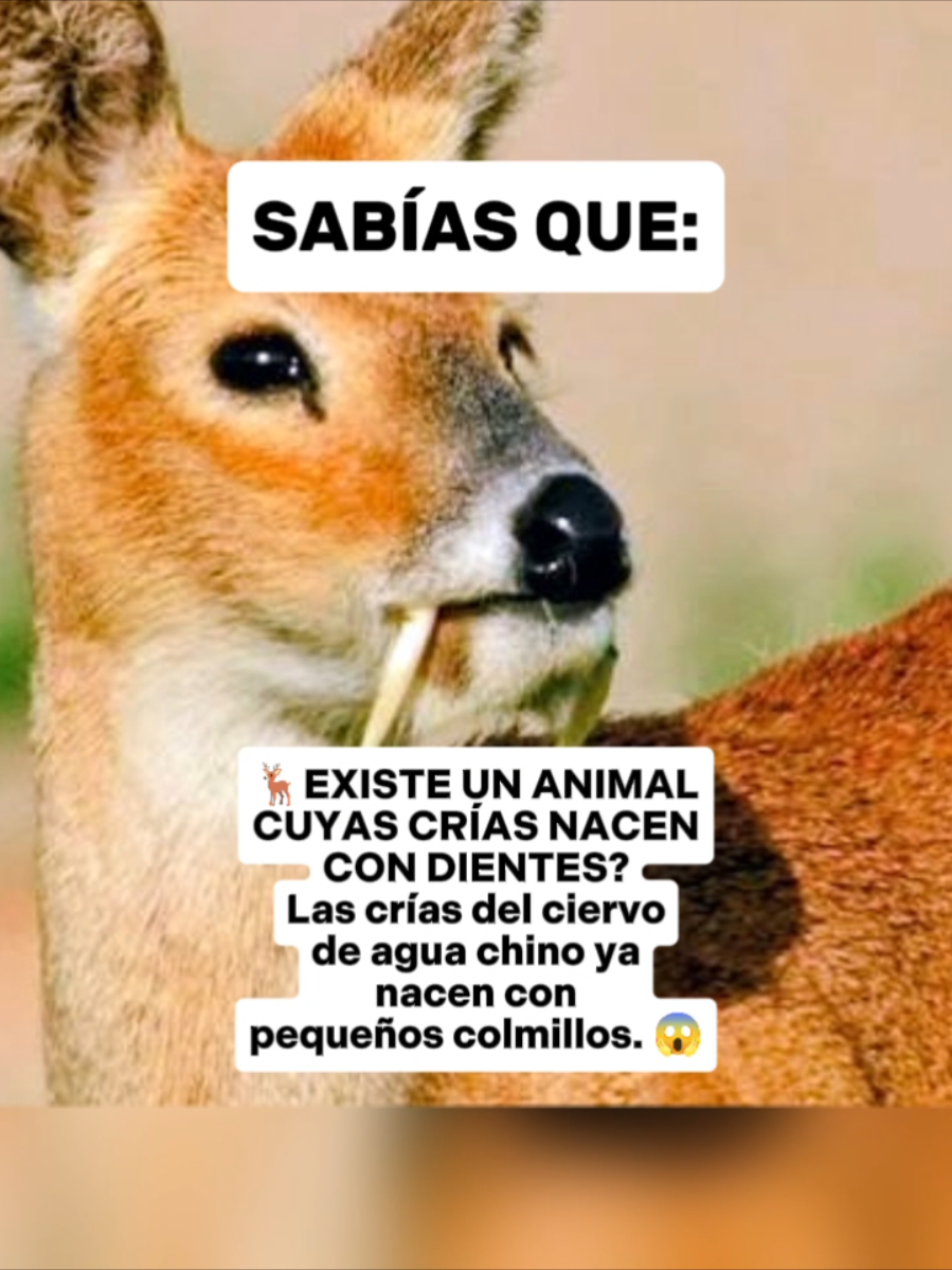 @CLUB DE ANIMALES