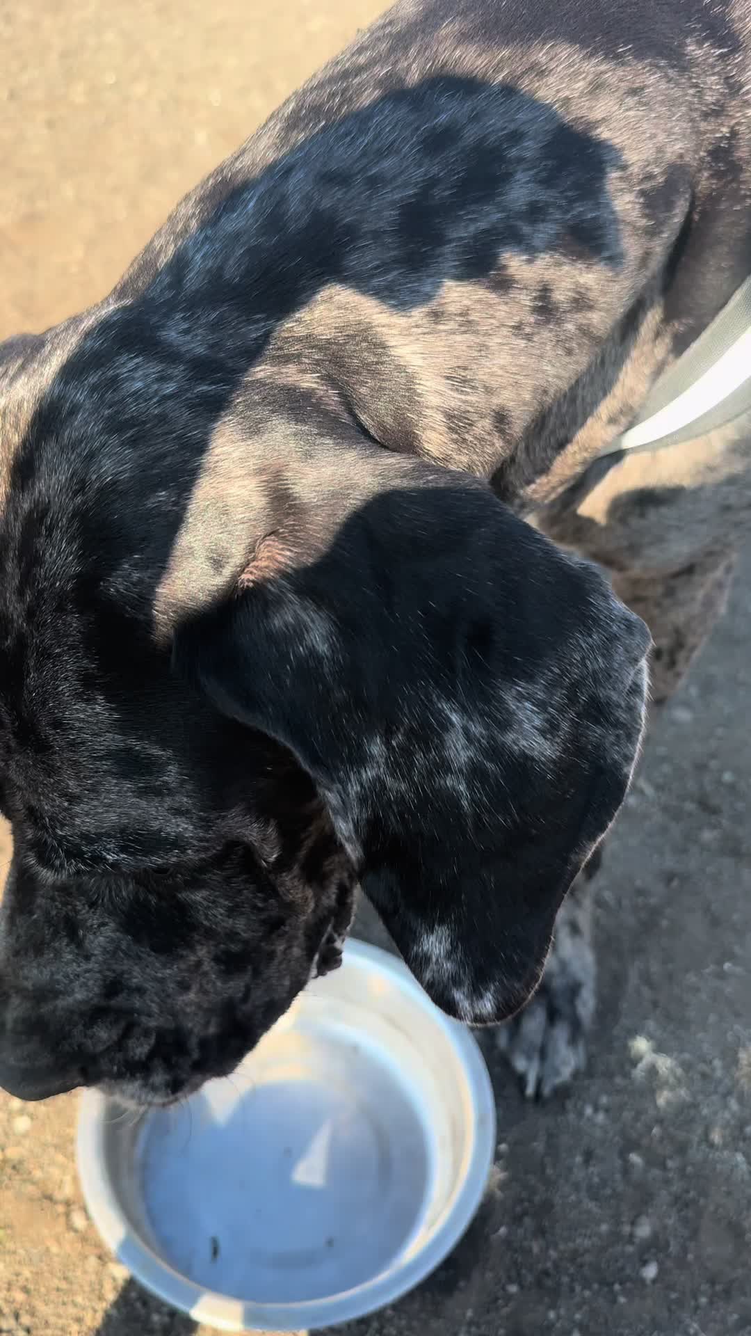 @My funny dog 🐶