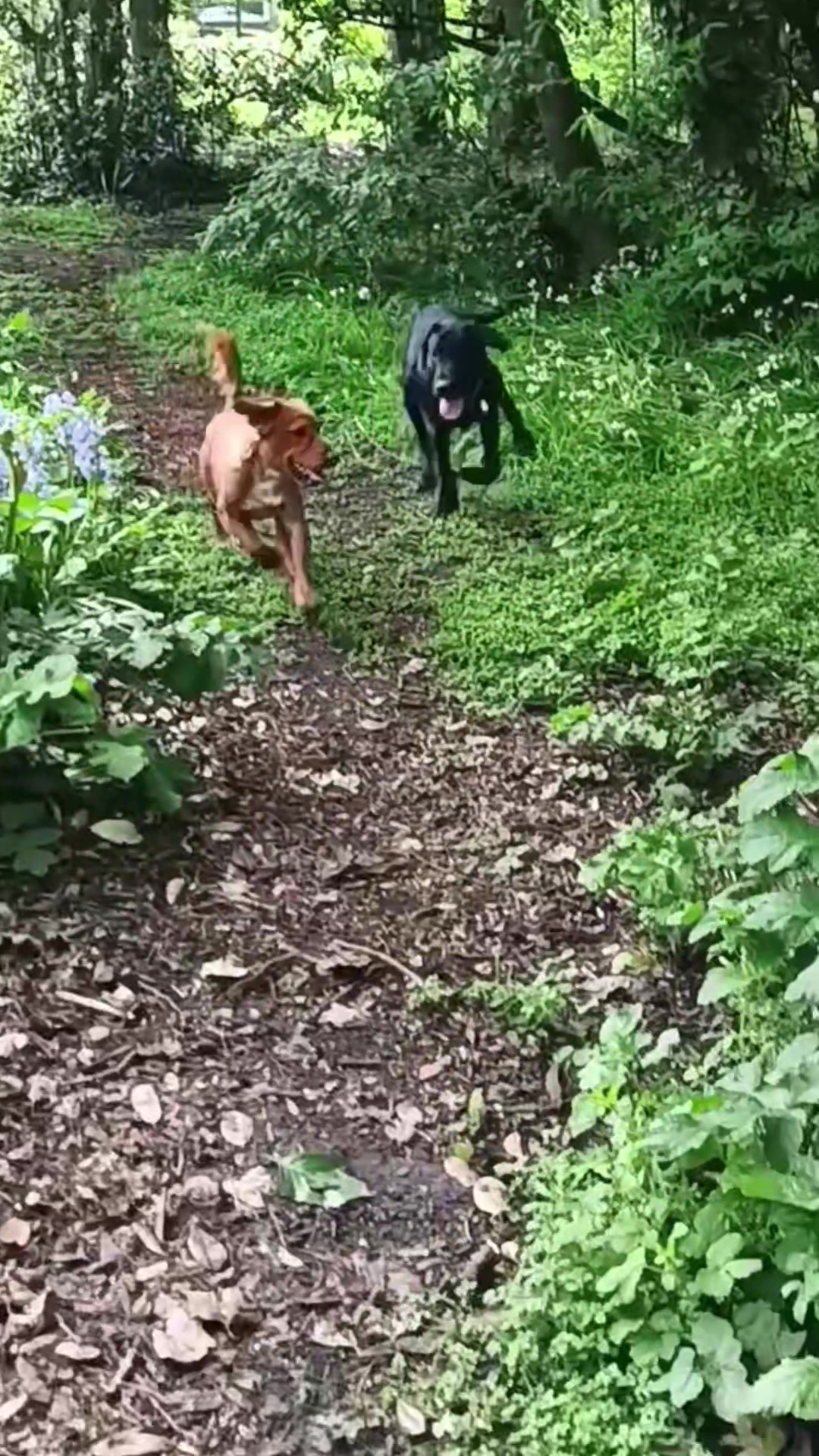 @🐕Mountain Bertie 🐕