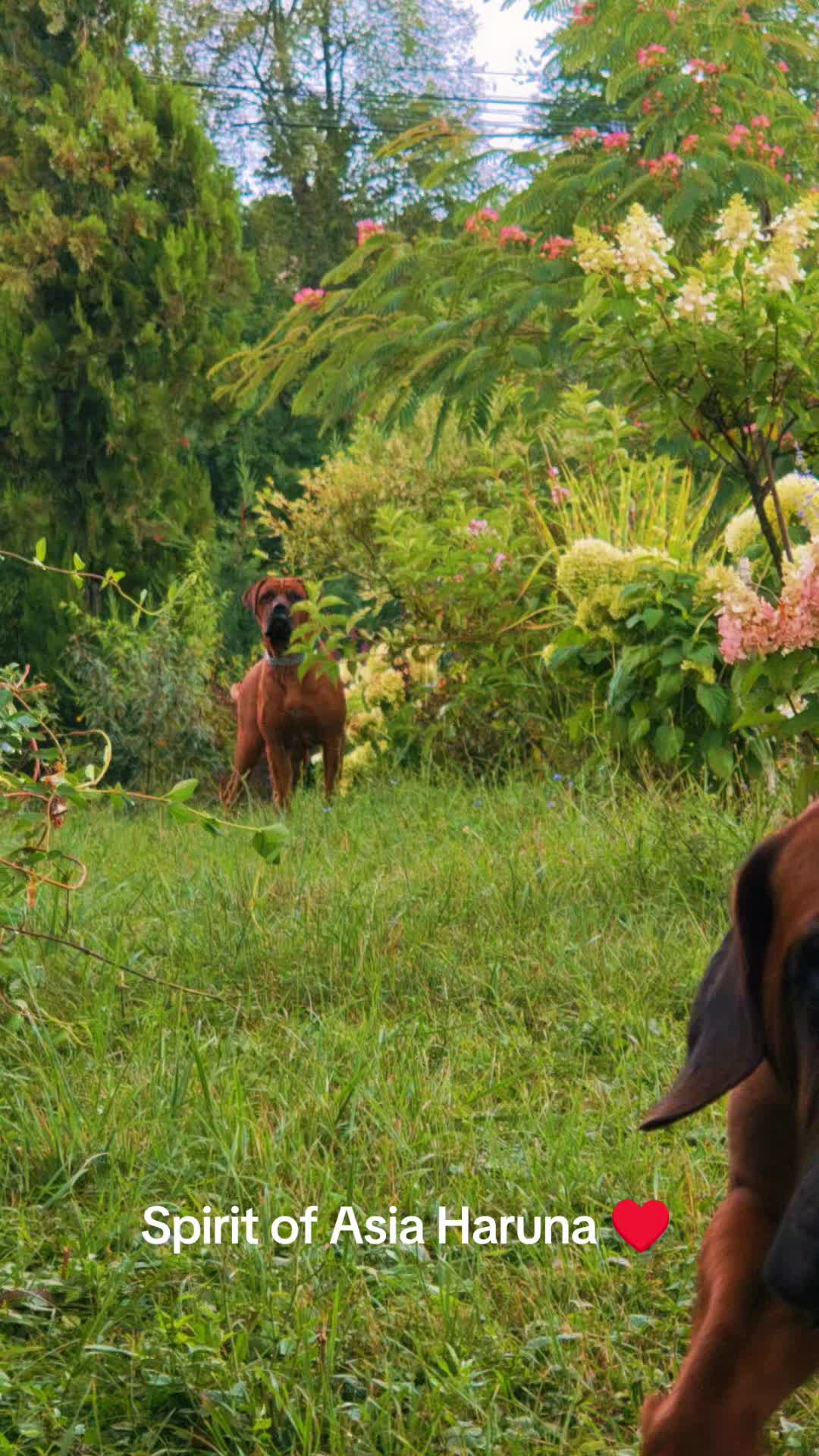 @Spirit of Asia Kennel