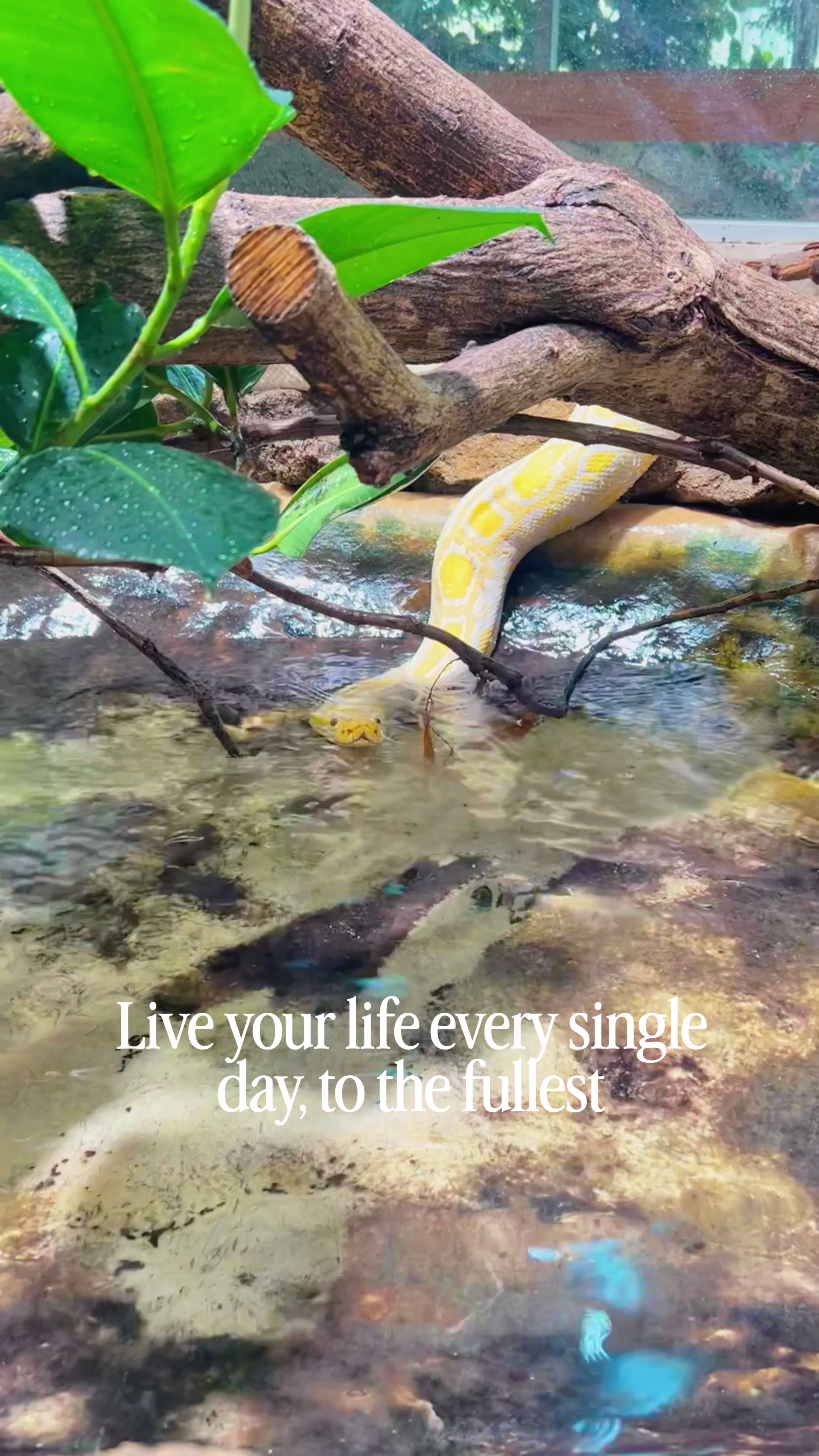 @reptilbewusst