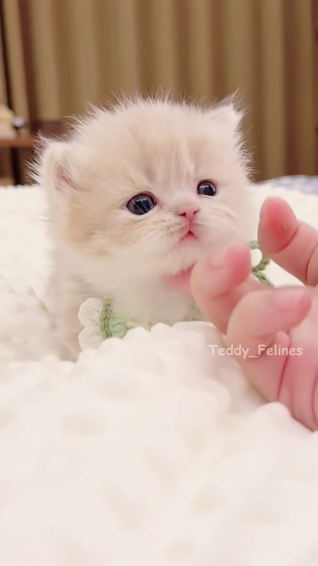 @Teddy_Felines 🧸🐾