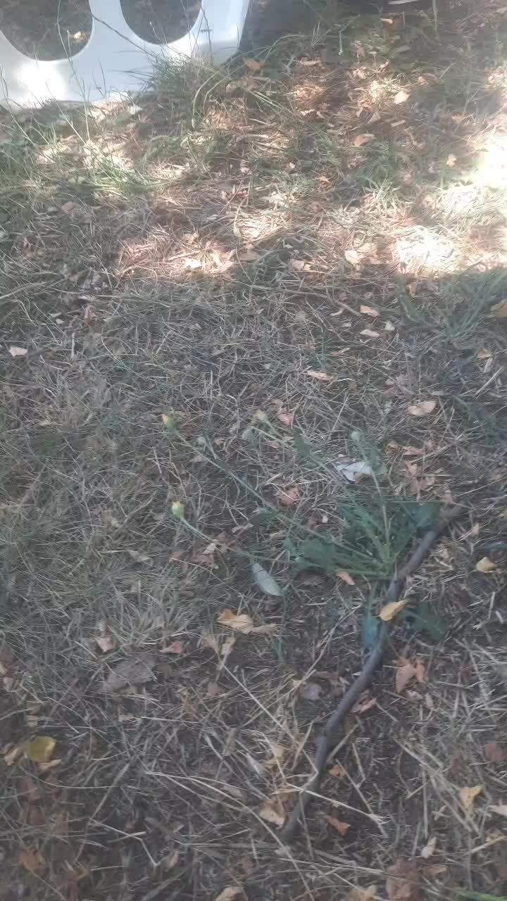 @Asan Şerif