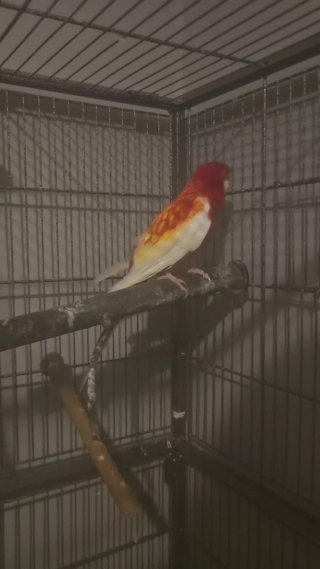 @shaws exotics