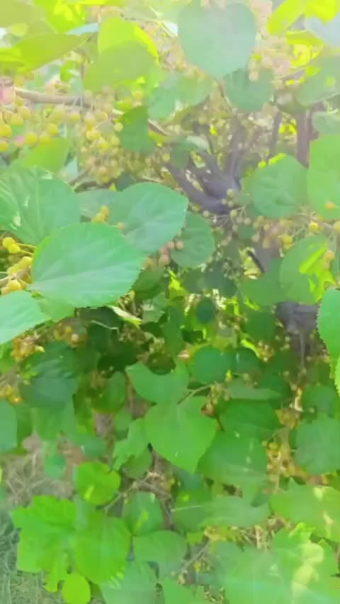 @foji ki lado