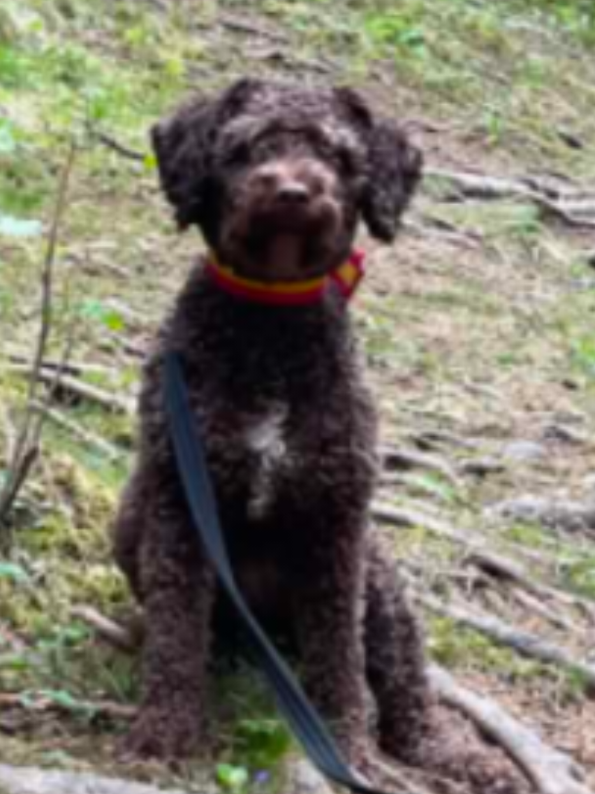 @🐾✨️mhdogs✨️🐾🇸🇪