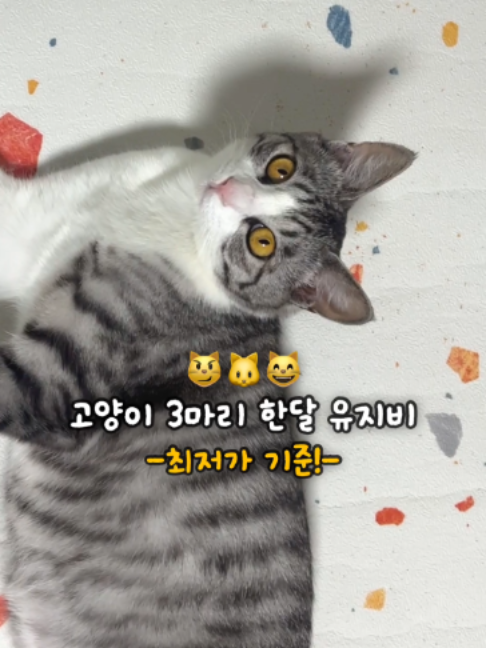 @투머치냥즈