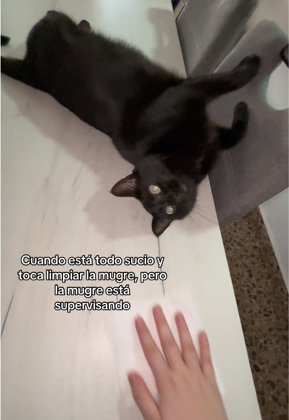 @BlackCatsMatter