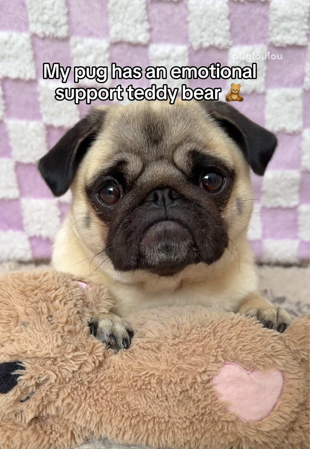 @Loulou the Pug