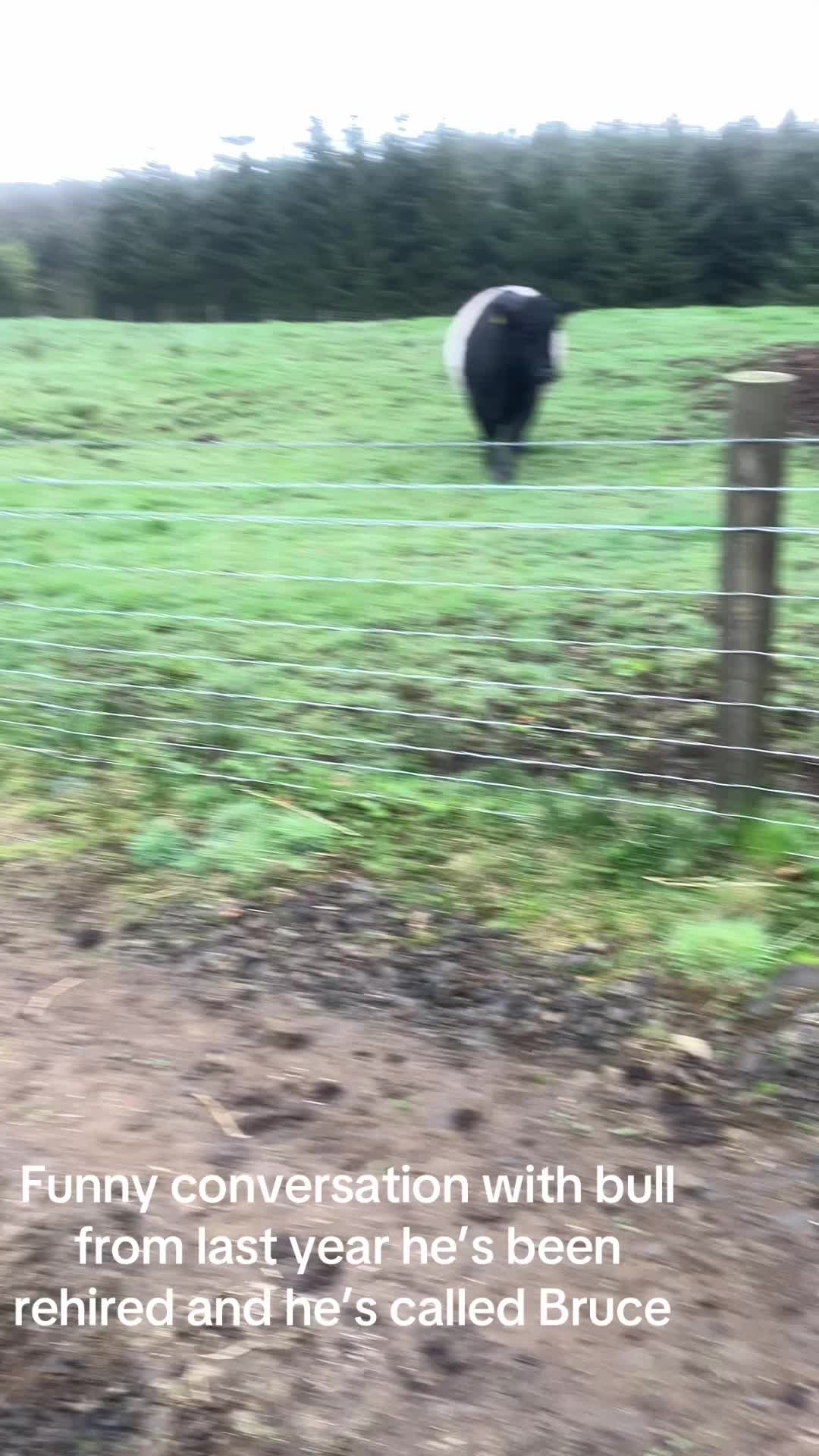 @Highland Coo Clan