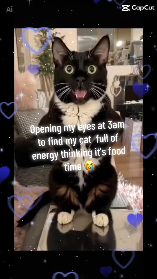 @Rebecca and Zorro 🐈⬛