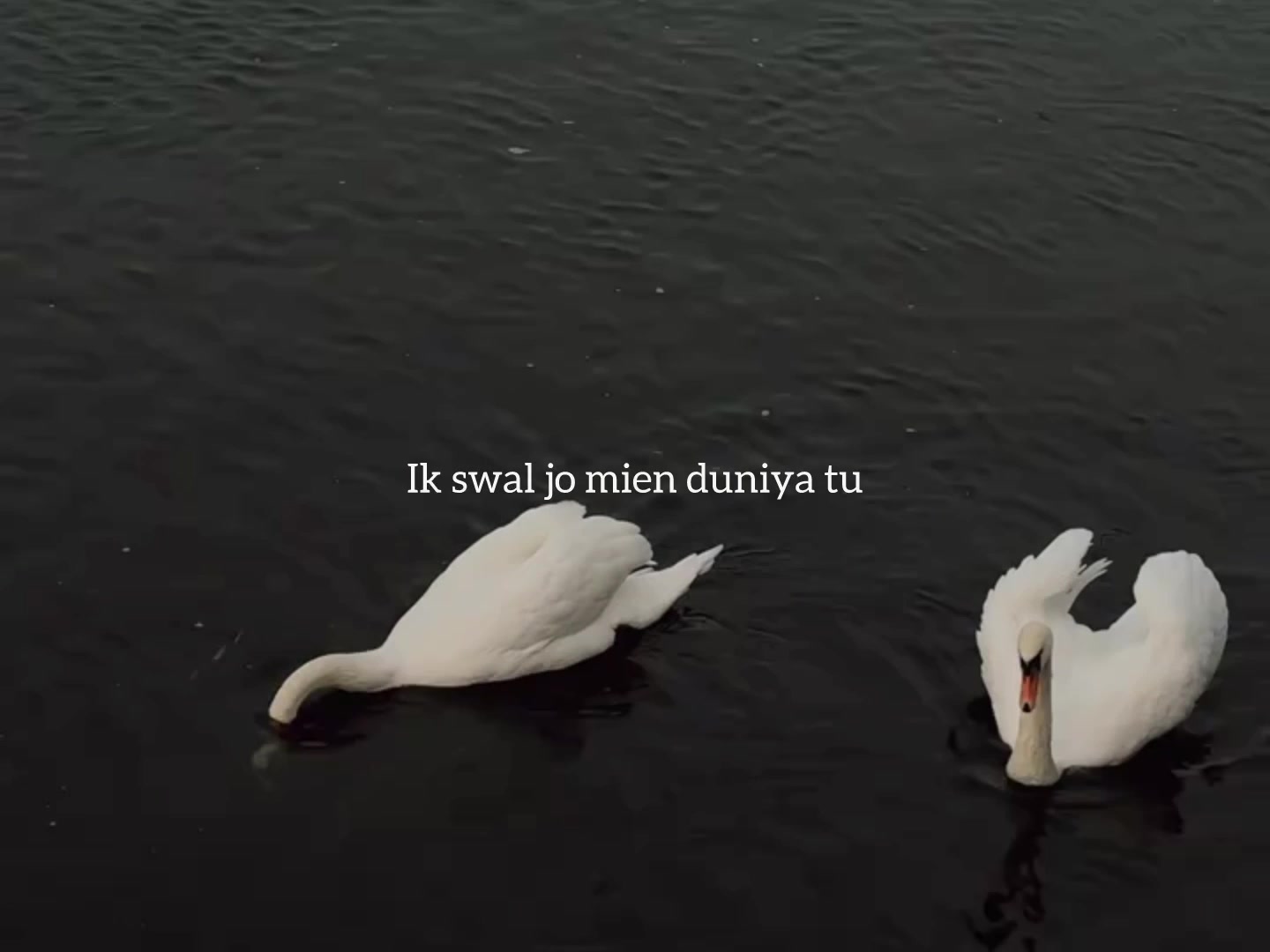 @ʟᴏꜰɪ ᴅʀᴇᴀᴍꜱ