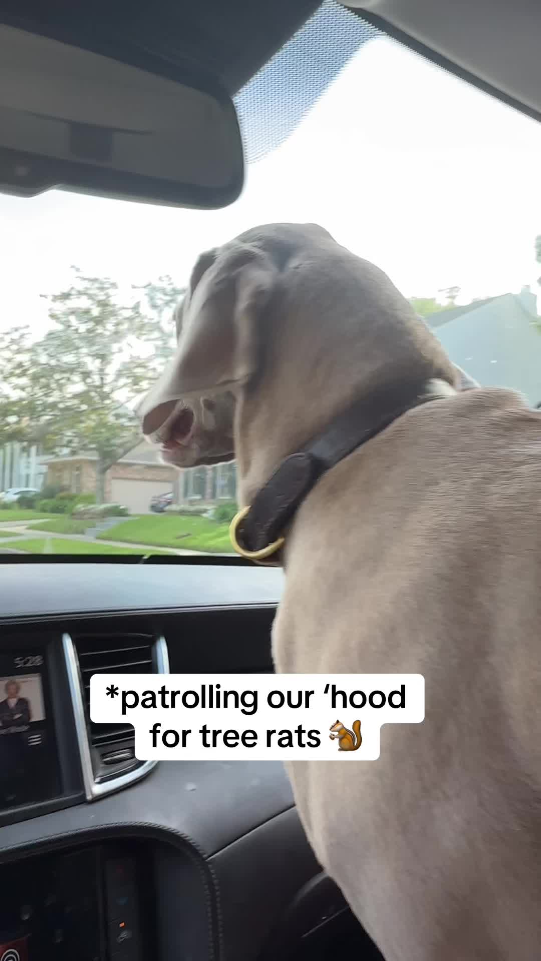 @Zoey the Weim