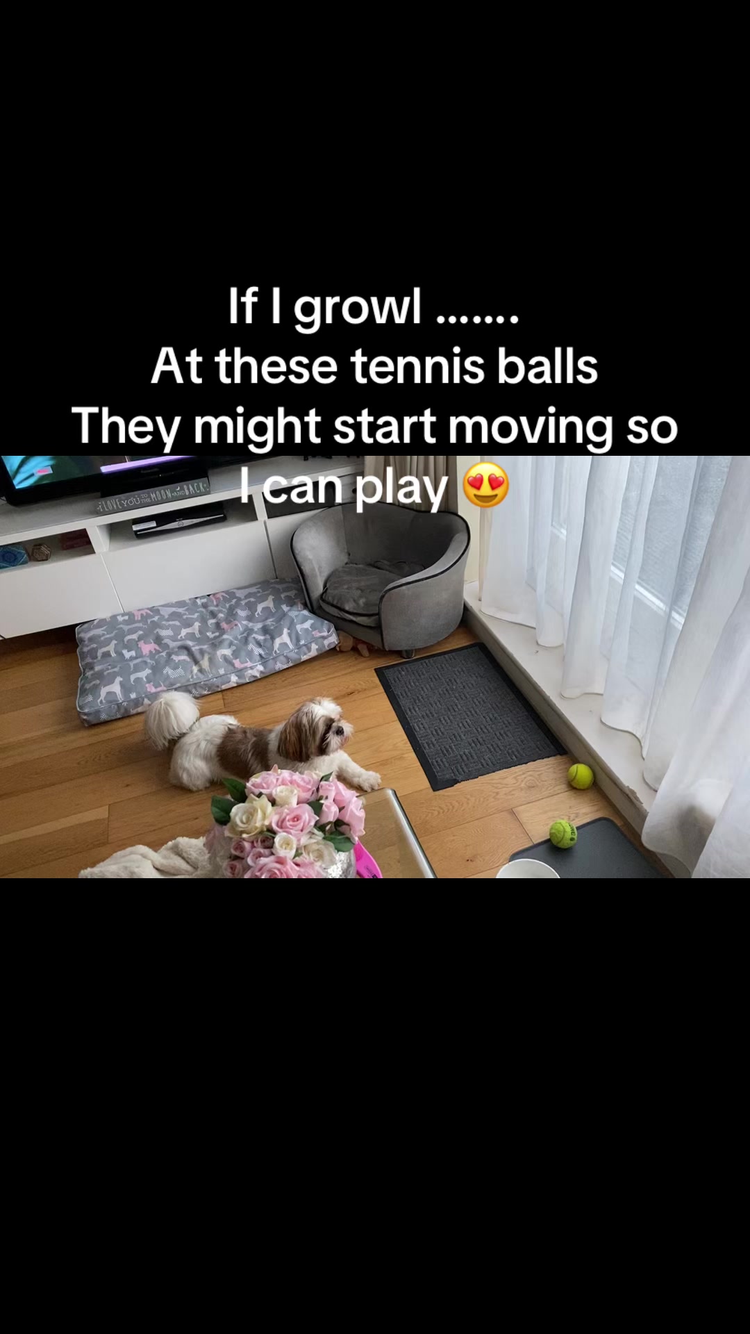 @Dotty and Daisy Shihtzu