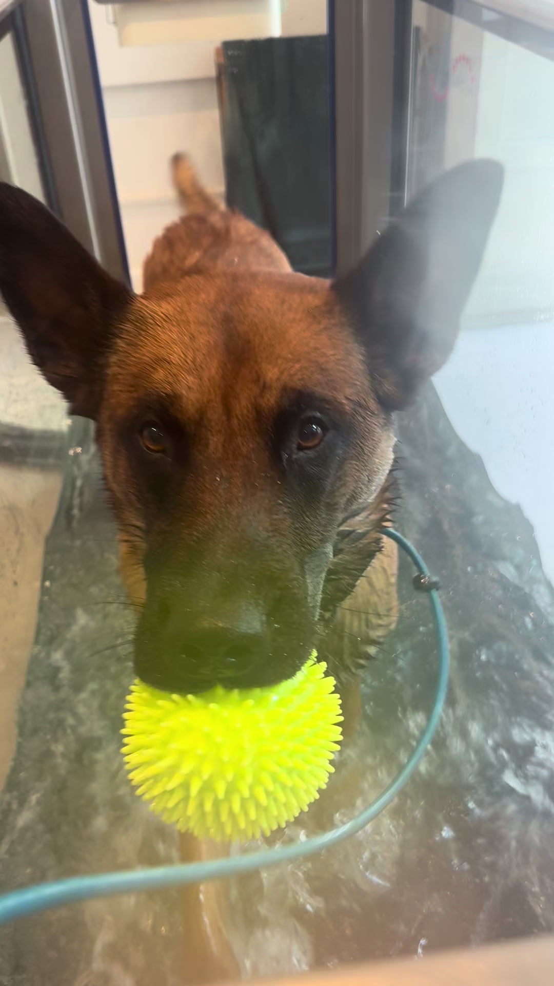 @thedogsportscoach