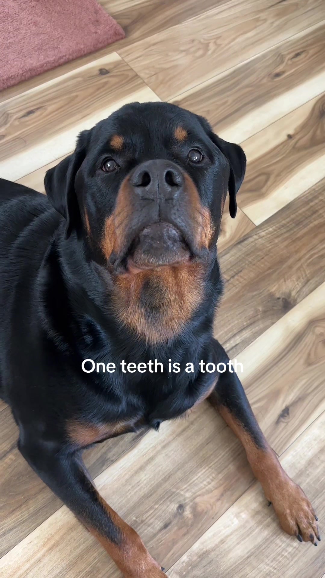 @Moose The Rottie