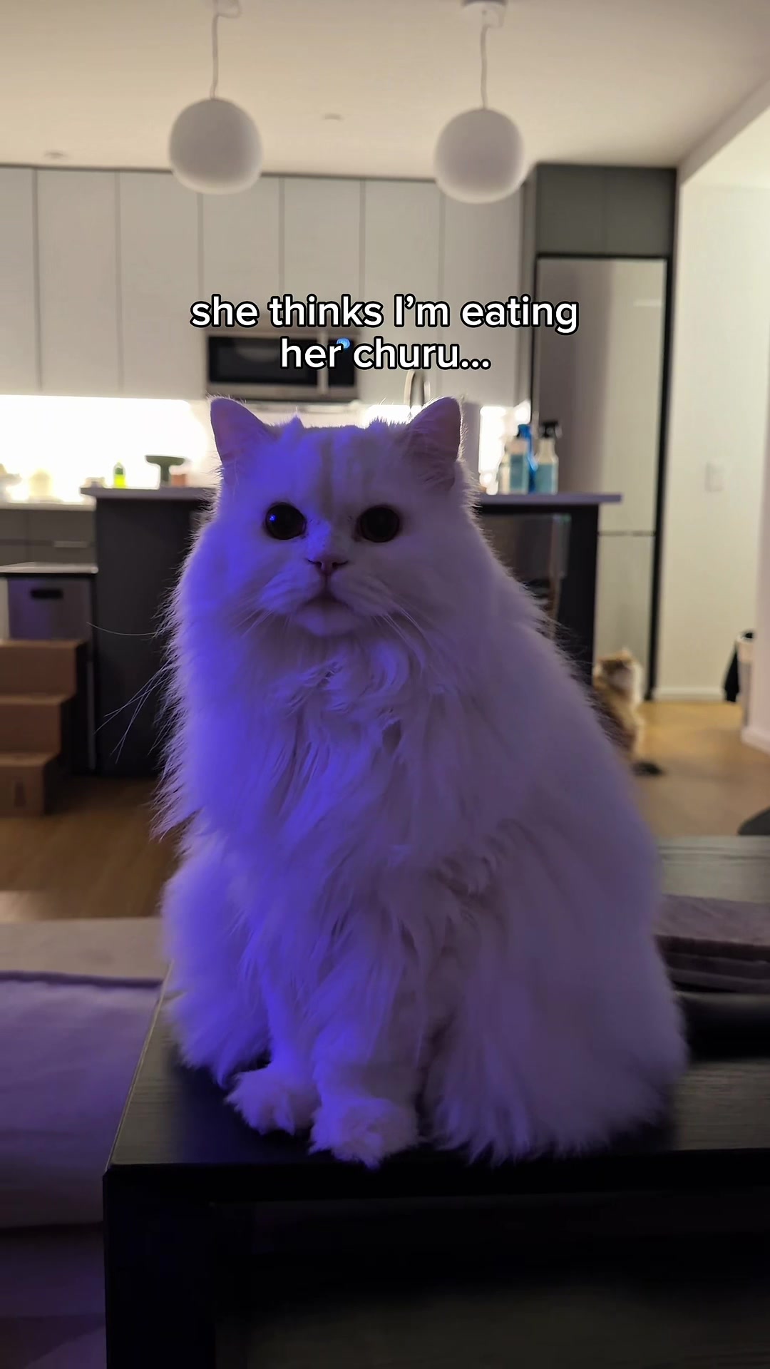 @Cleo the City Kitty