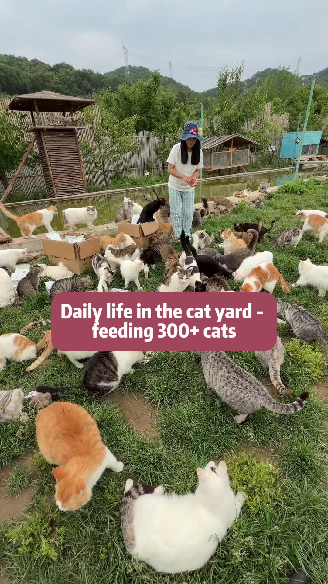 @Stray Cat Talkz