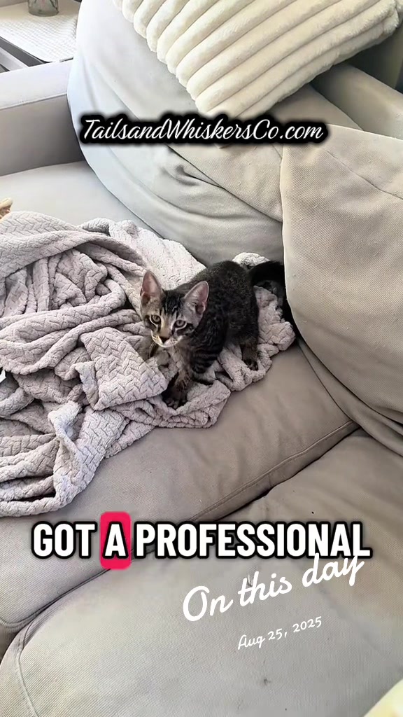 @TailsandWhiskersCo