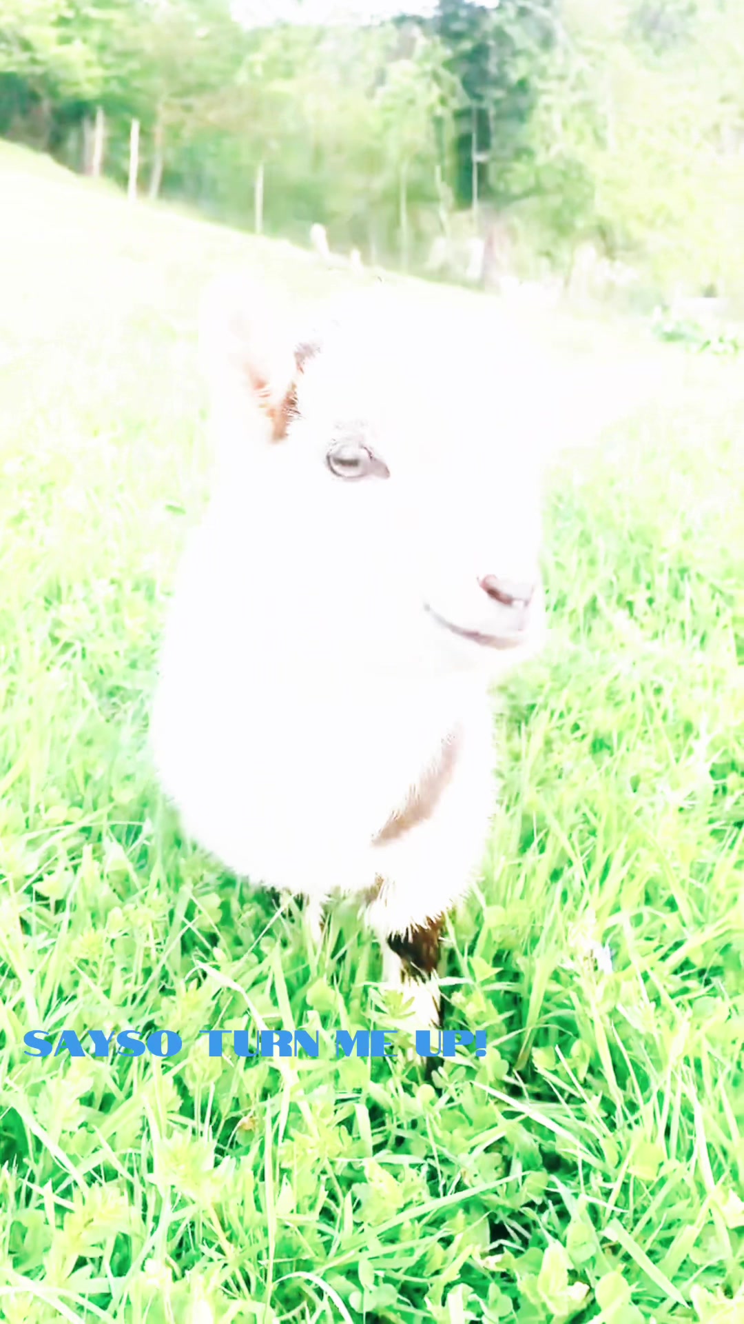 @auraful_animals