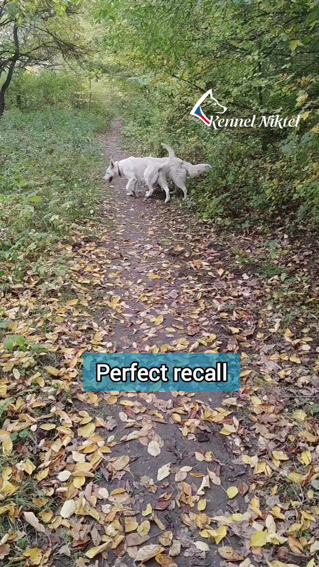 @Kennel Niktel