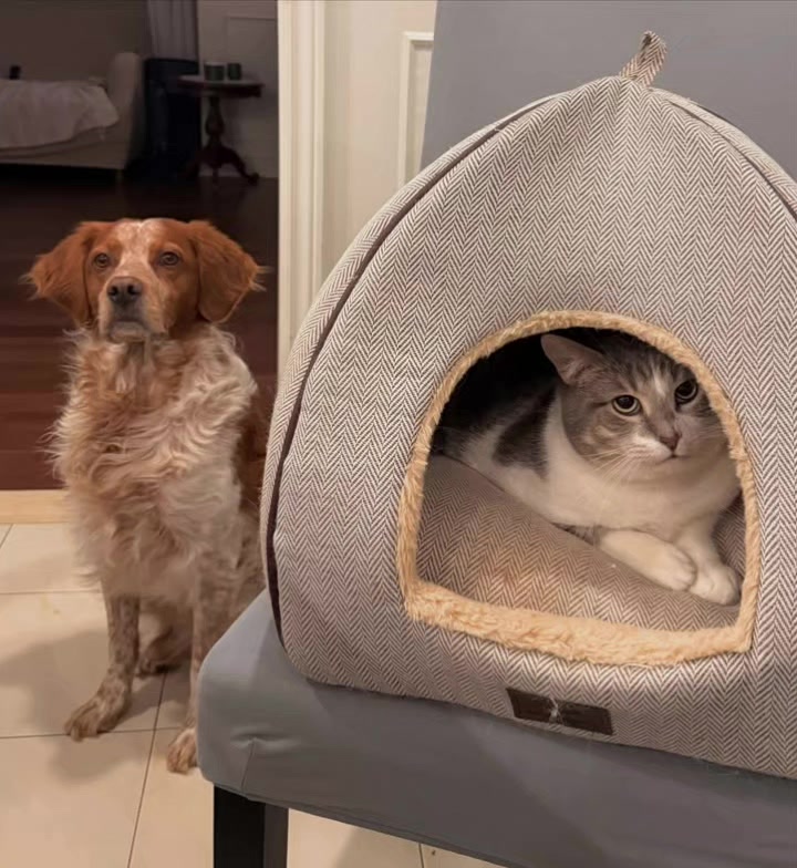 @united Stray haven