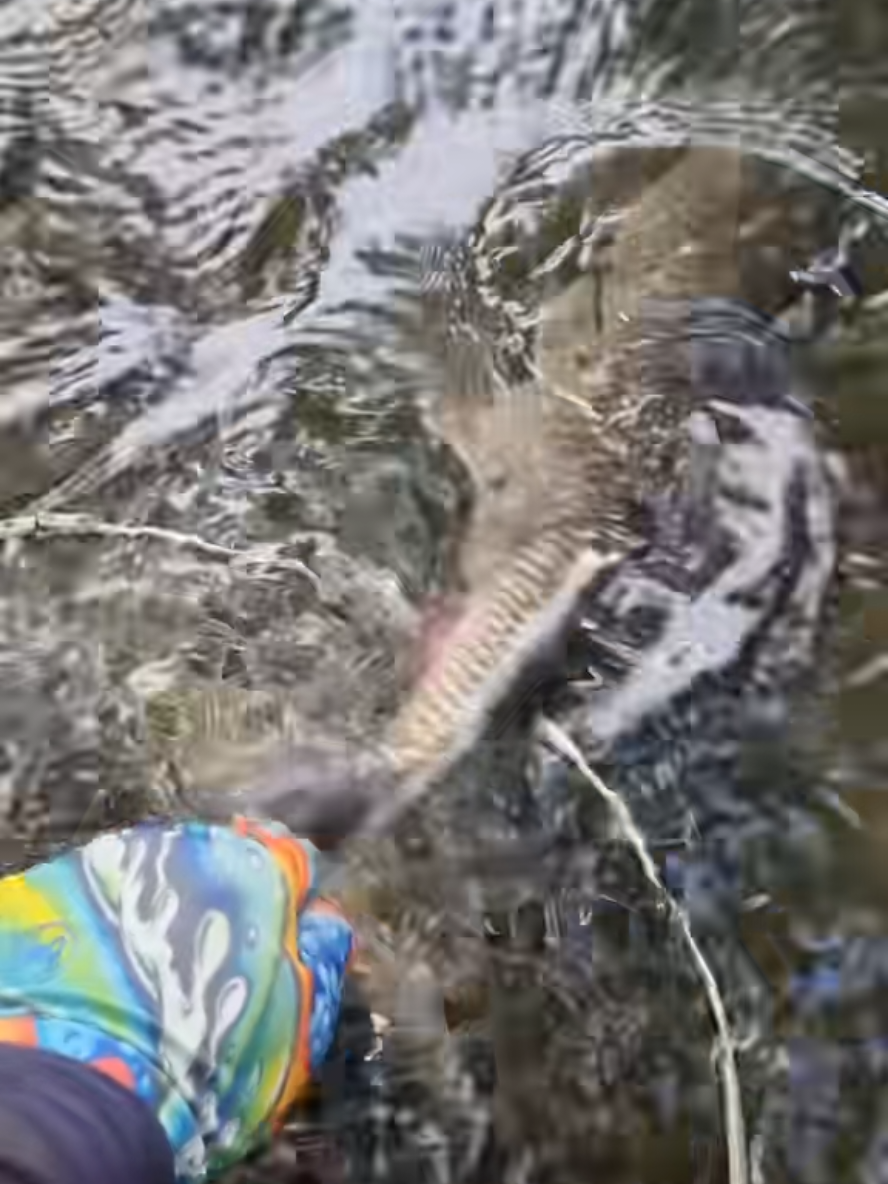 @BF Angler