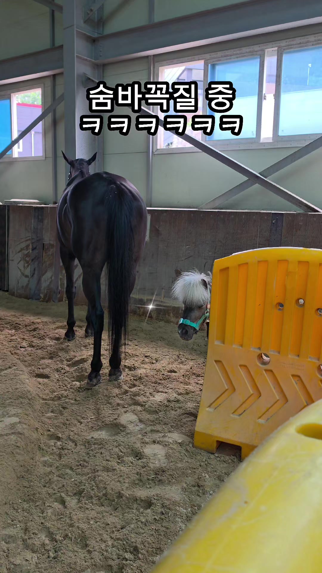 @작은말월리 | 월리플랍🦄