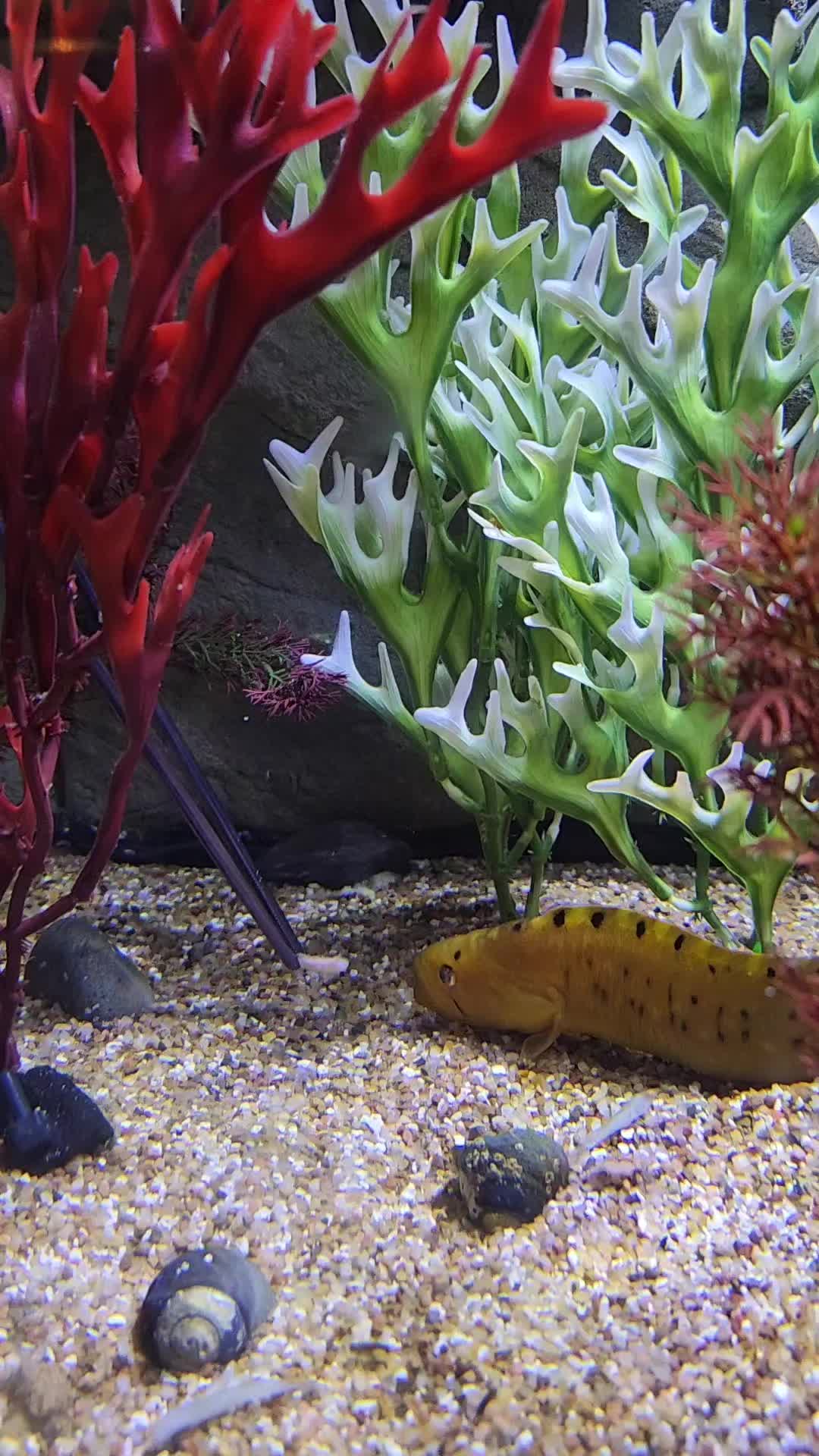 @Cuttle Aquarist