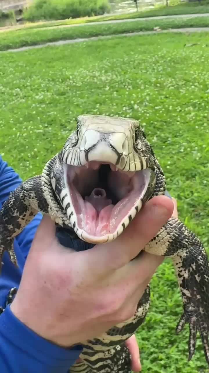 @Ballard’s Reptiles