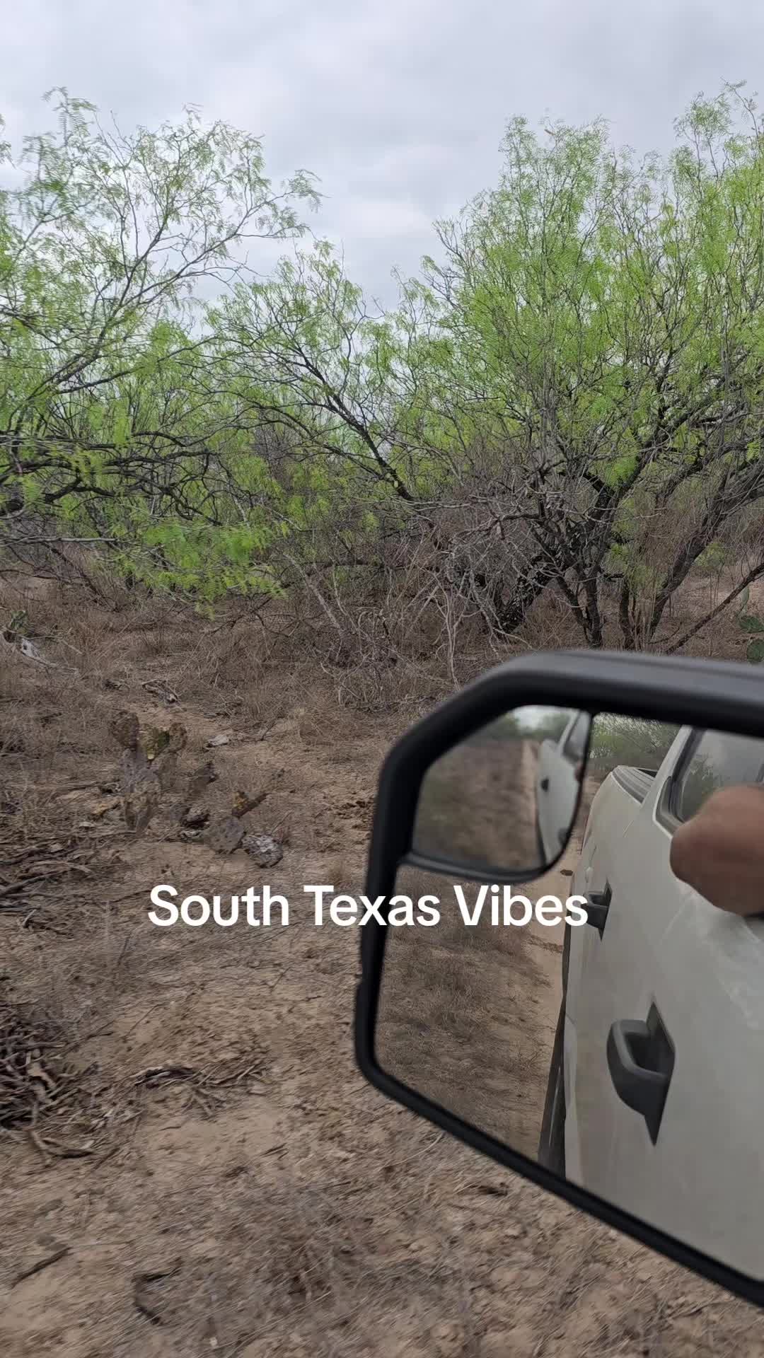 @409texasbred