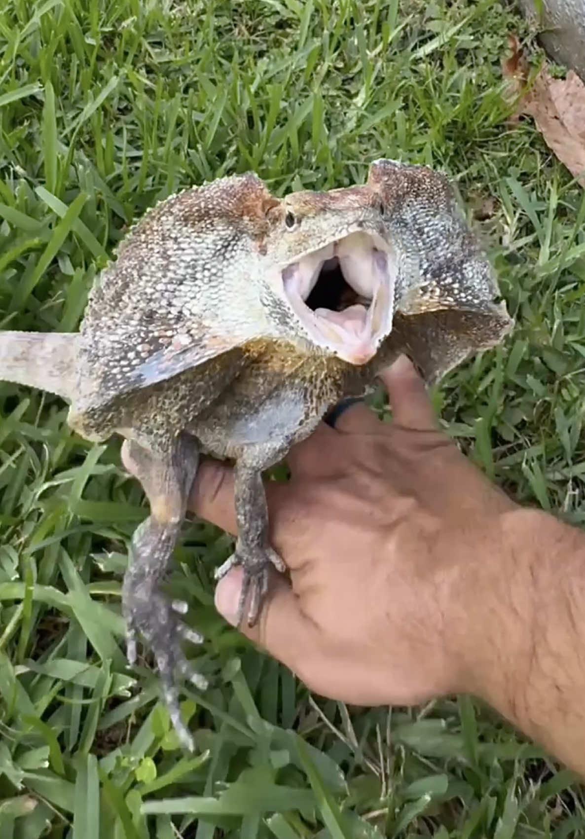 @Tommys_reptiles