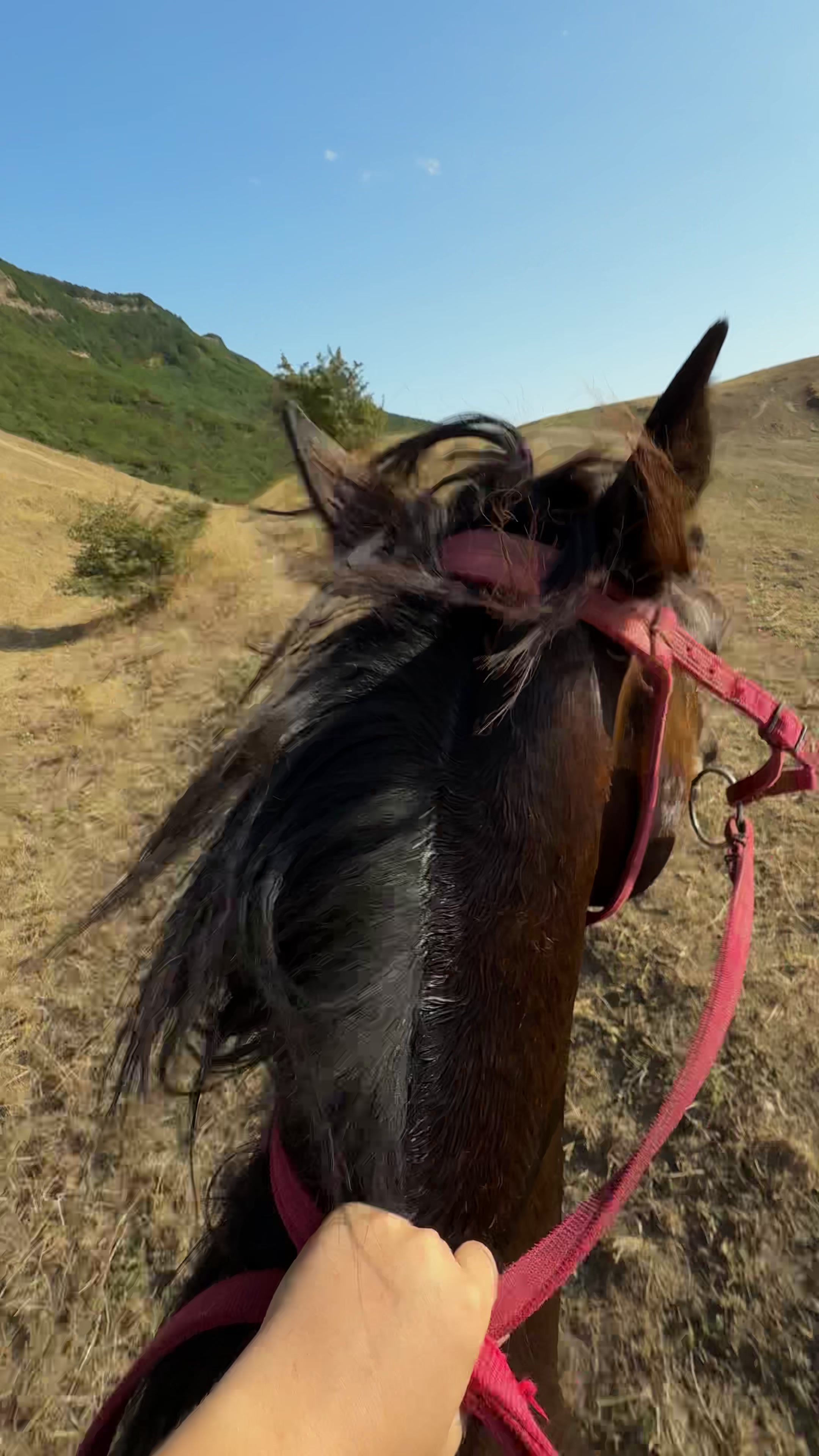 @horselakia