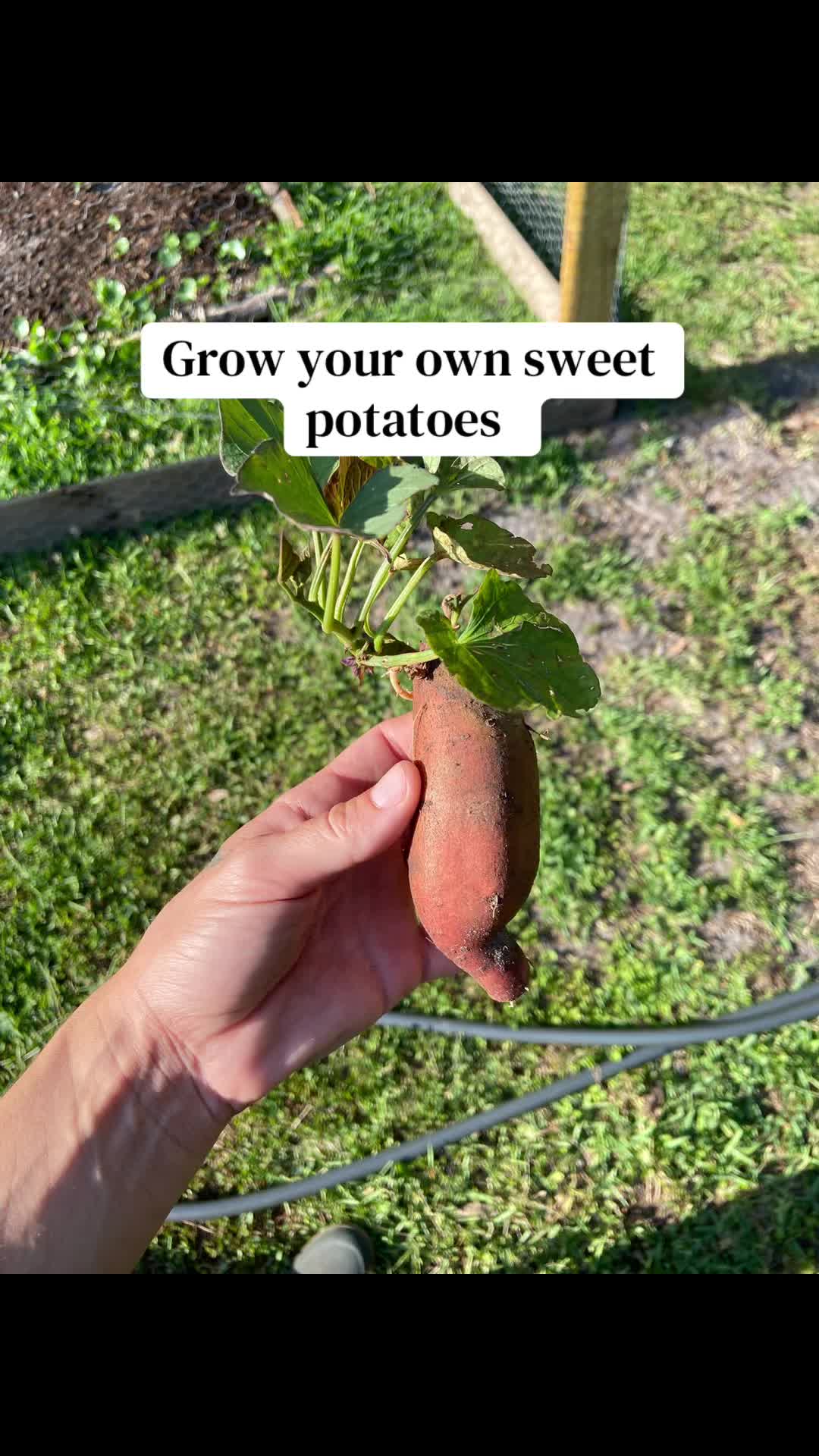 @The herb nerd