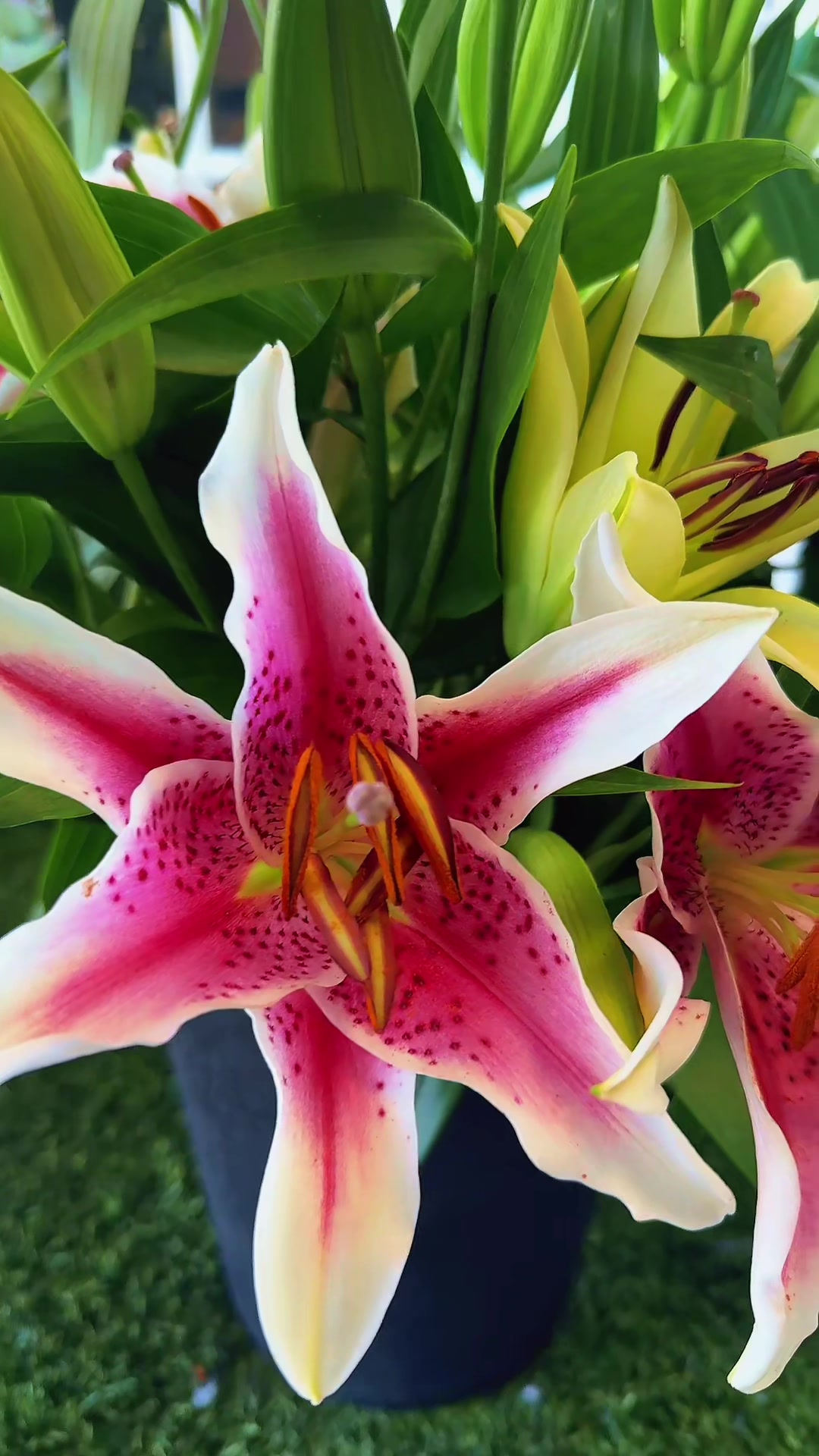 @BLOOMERS FLORIST AZ
