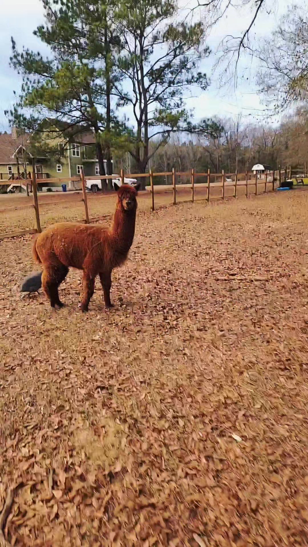 @alpacalypsenow