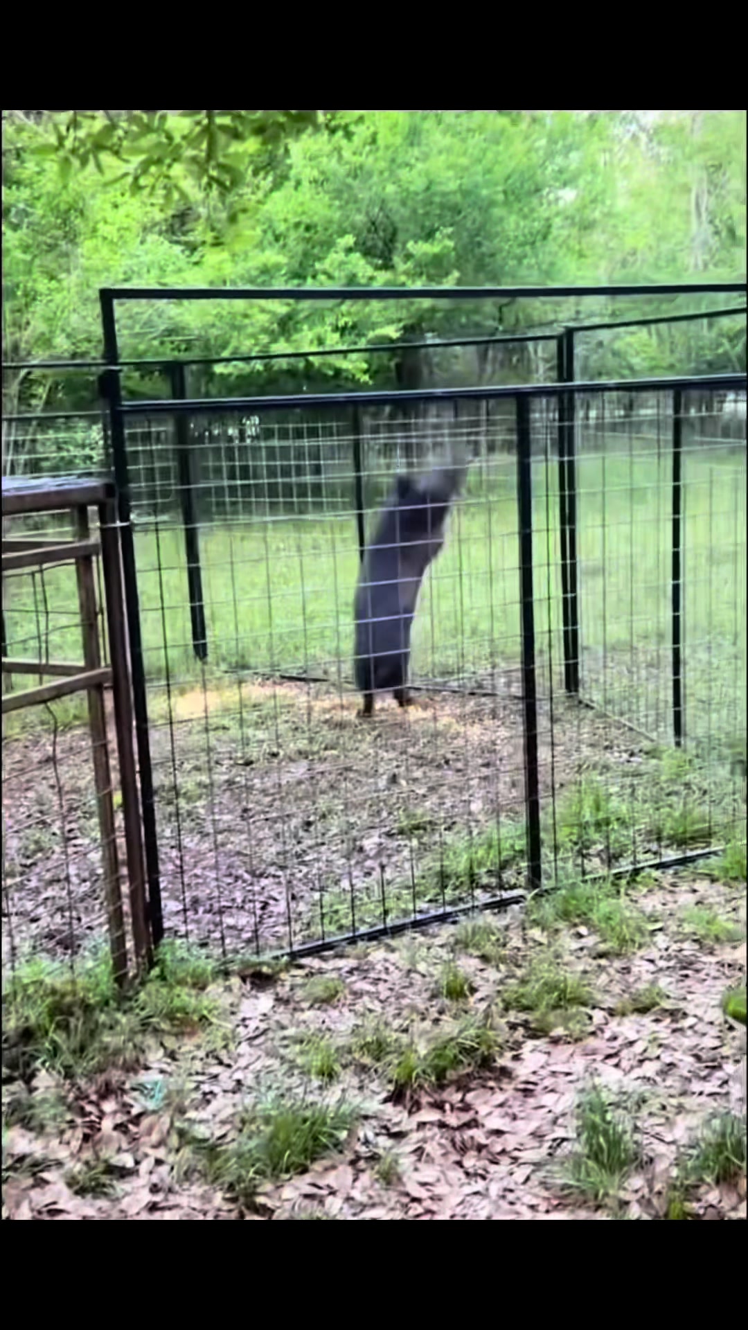 @Hog Brothers Custom Hog Traps