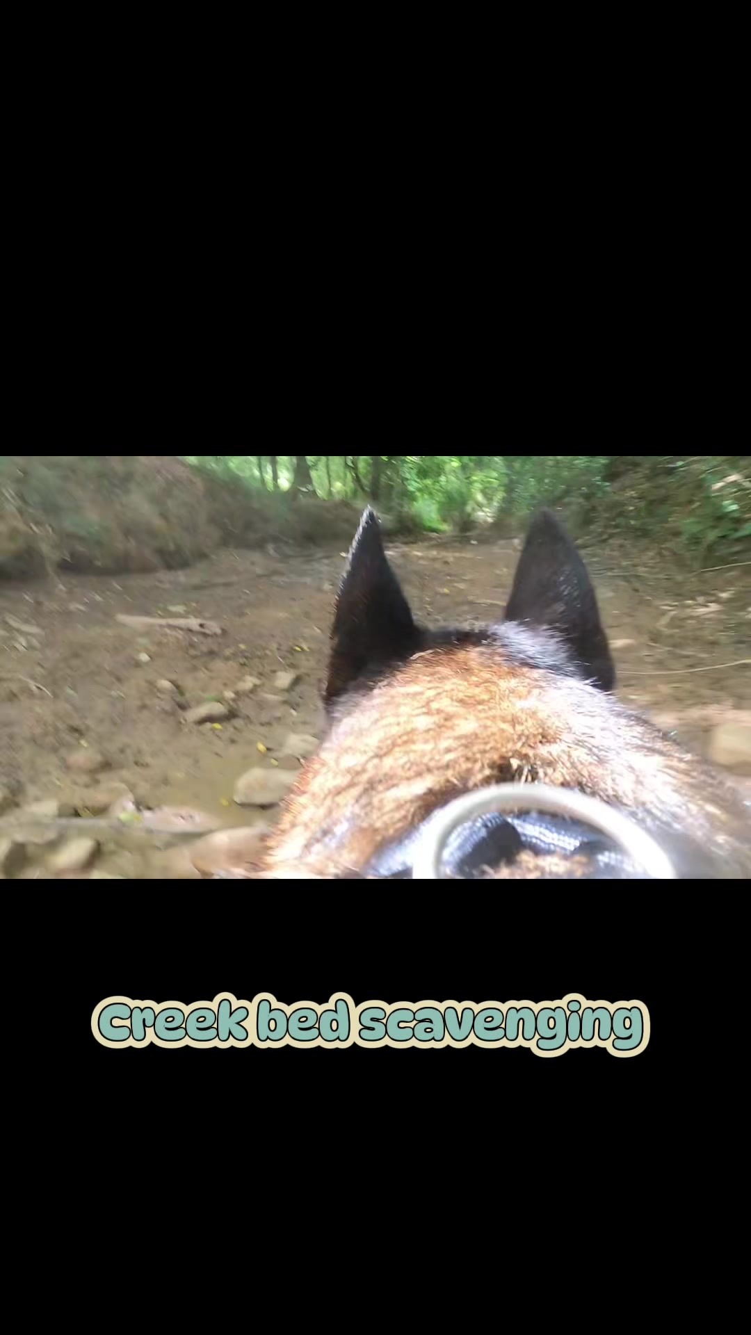 @Malinois Raptor