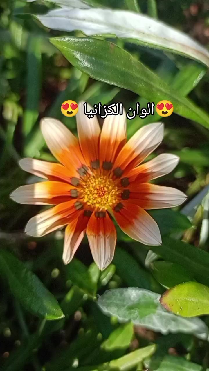 @مشتل الرحمن
