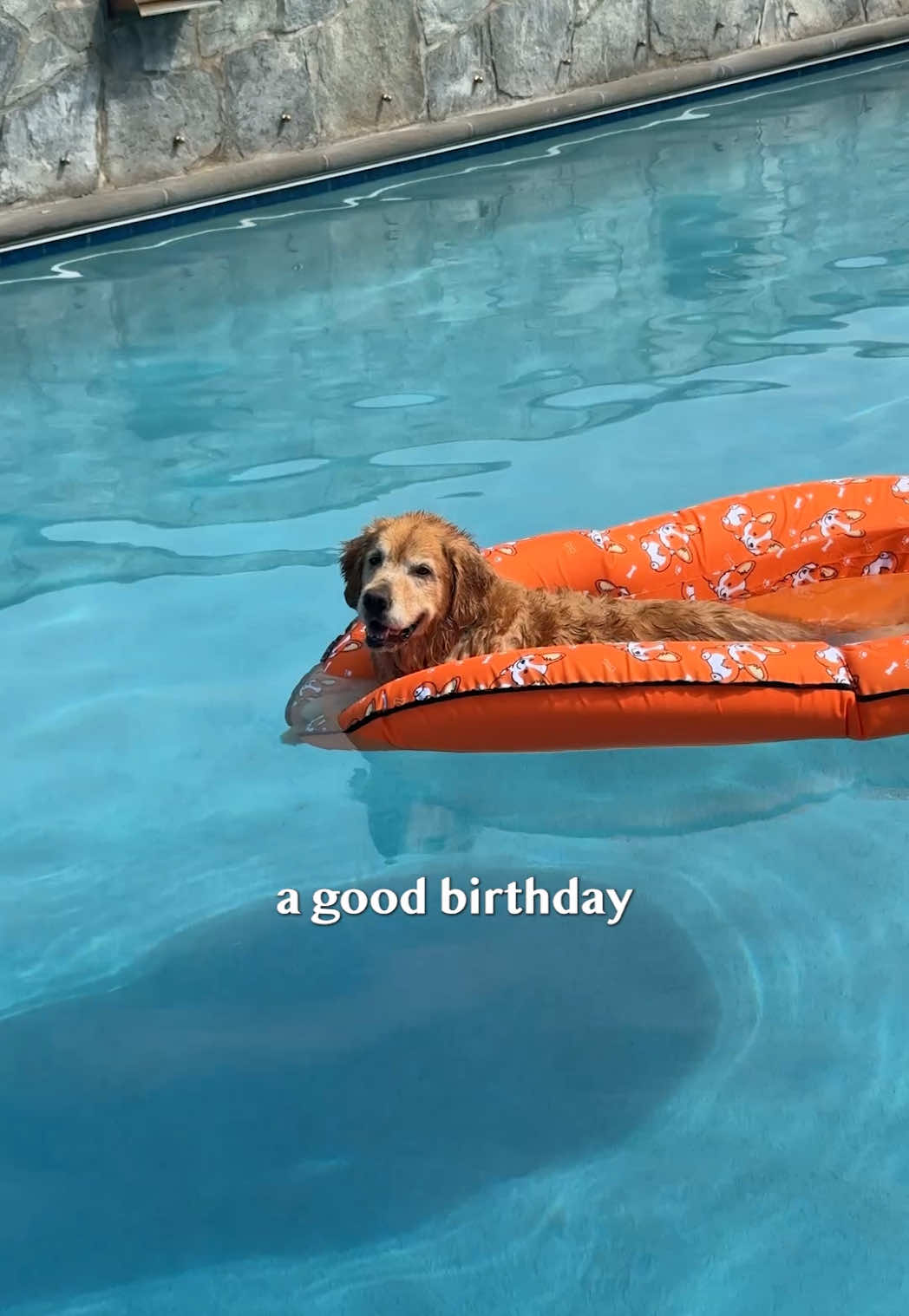@Golden Retriever Life