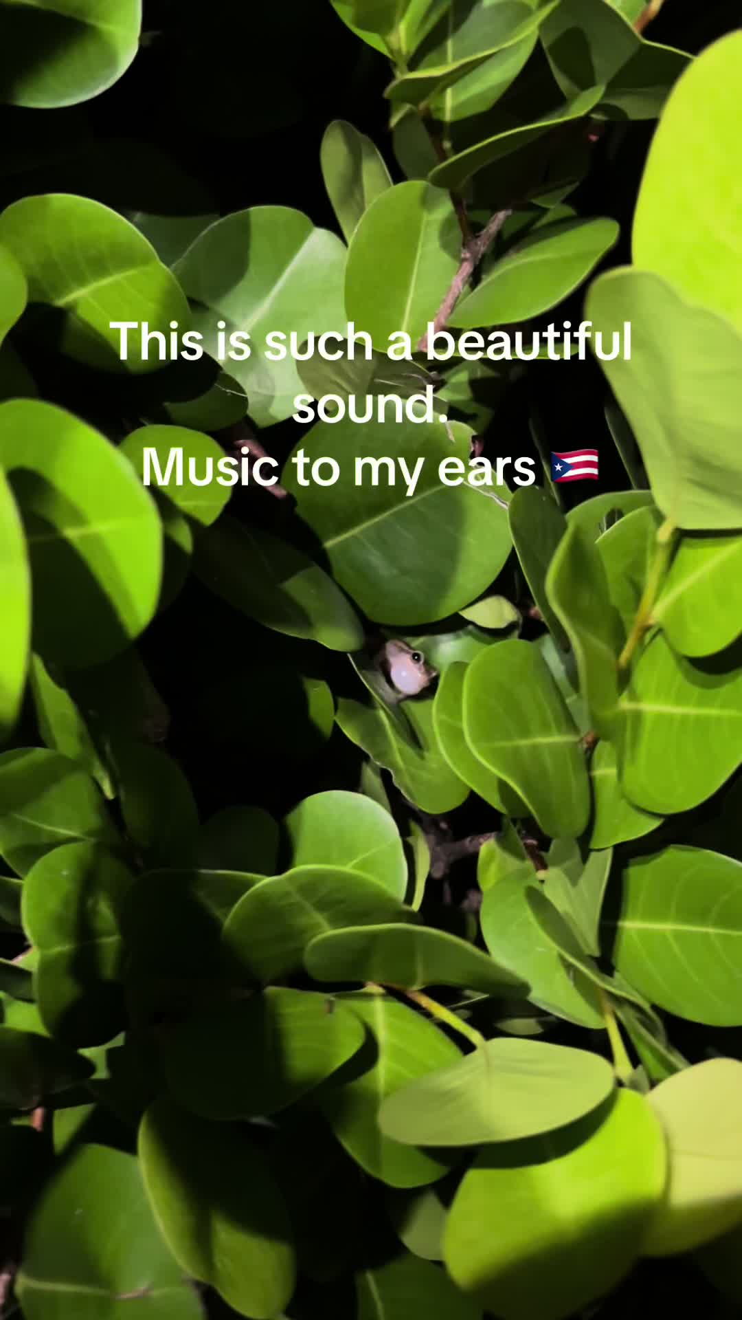 @Omy ❌ 🇵🇷 🇩🇴